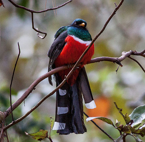 Mountain trogon